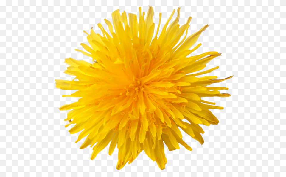 Dandelion, Flower, Plant Free Transparent Png