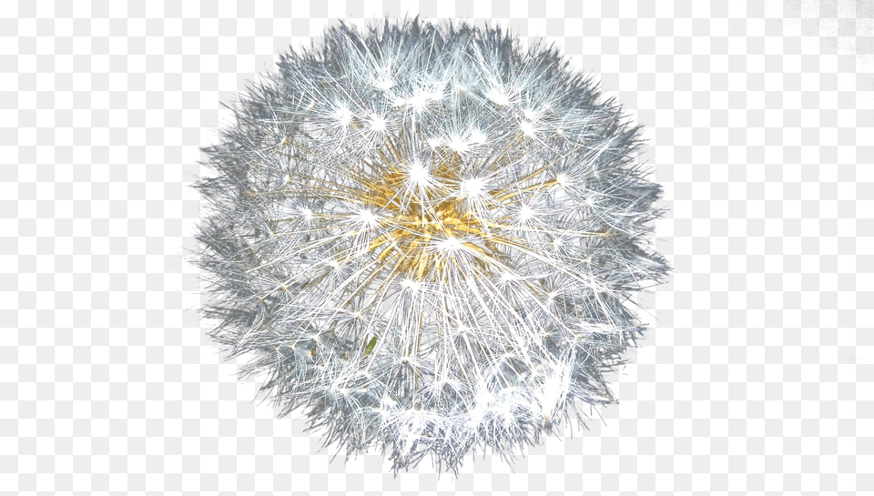 Dandelion Clip Png