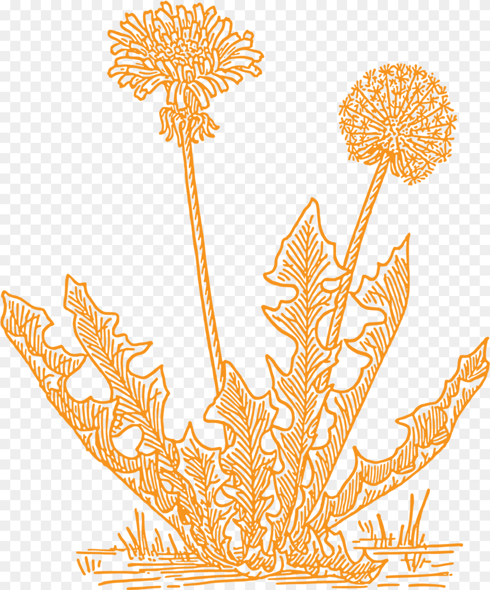 Dandelion Artists Grass Clip Art, Accessories, Leaf, Plant, Outdoors Png