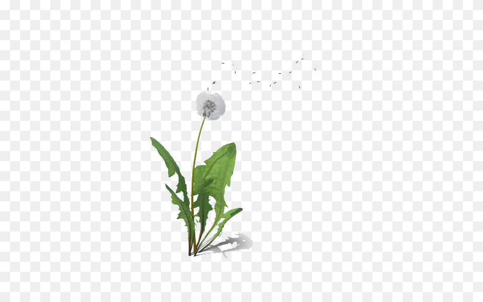Dandelion Background, Flower, Plant Free Transparent Png