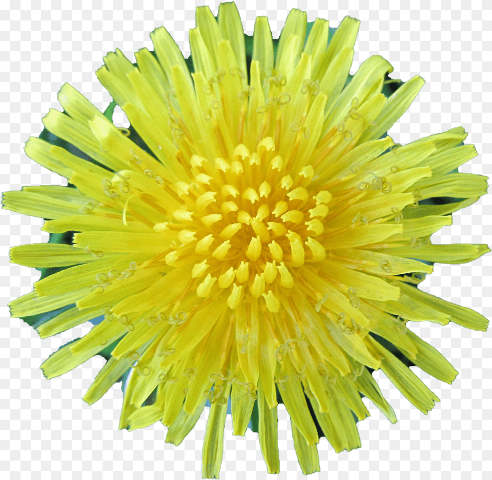 Dandelion Background Dandelion Free Transparent Png