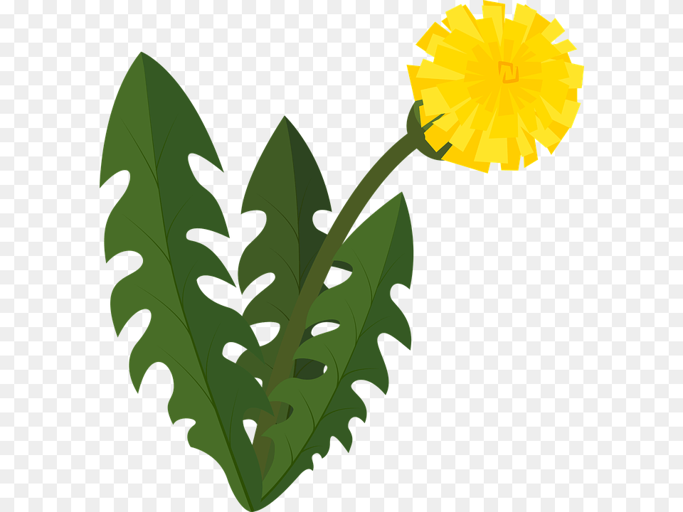 Dandelion Blowball Flower Nature Plant Blossom Free Png Download