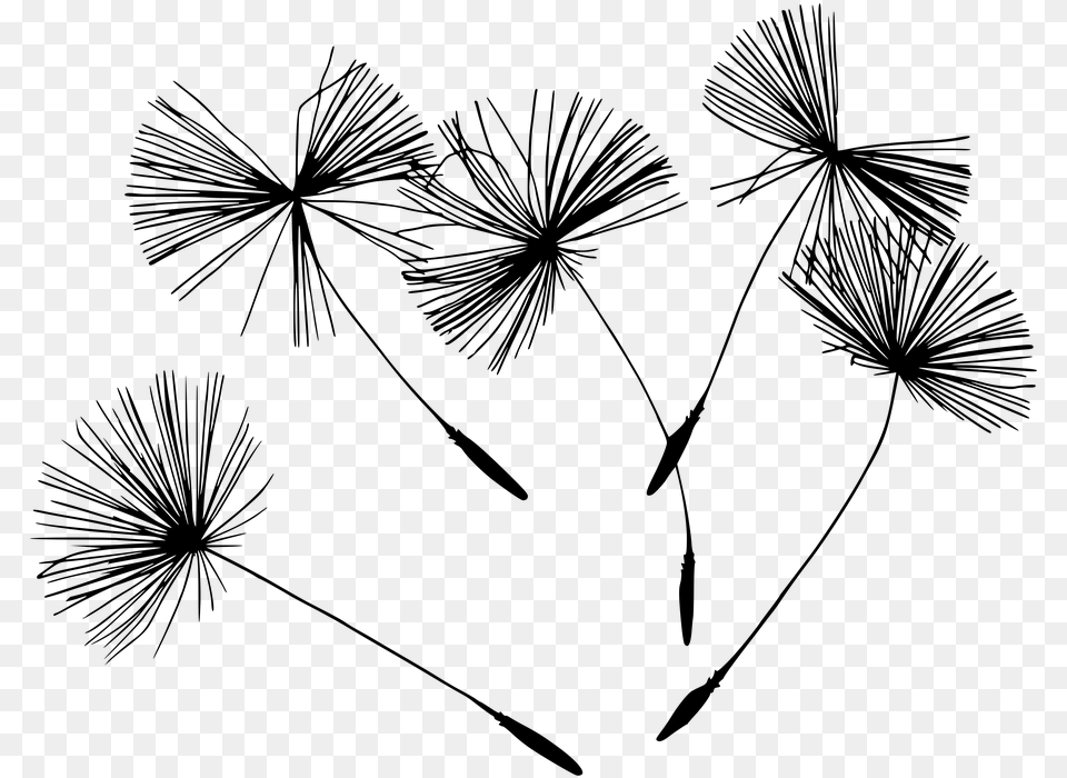 Dandelion Blowball Flowers Nature Plant Blossom Holistic Health Clip Art Black And White, Gray Png
