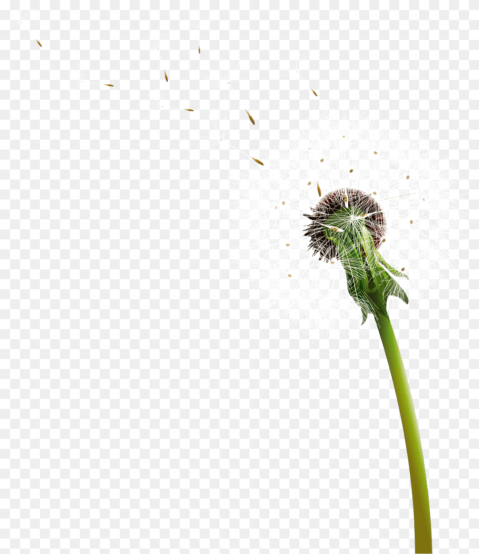 Dandelion Blowing, Flower, Plant Free Png Download