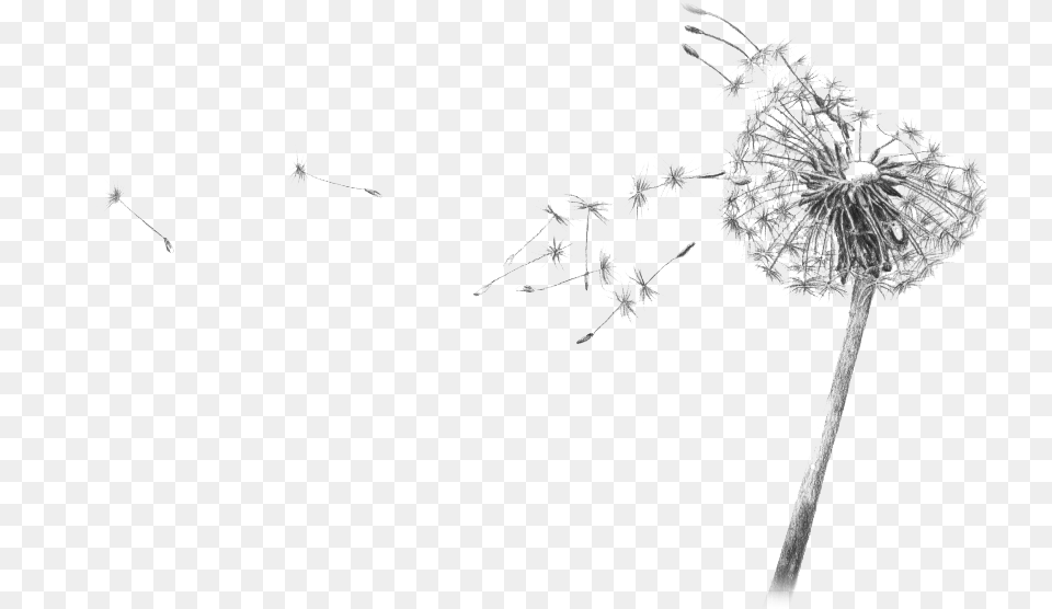 Dandelion Blowing Drawing Transparent Flower Black And White Gif, Plant Free Png Download