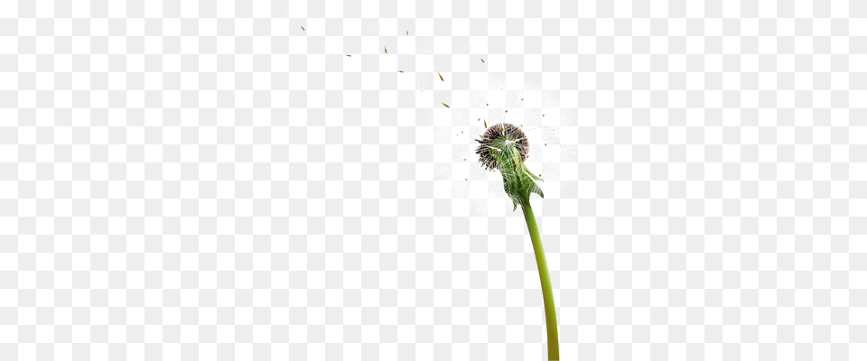 Dandelion Blowing Transparent, Flower, Plant Free Png