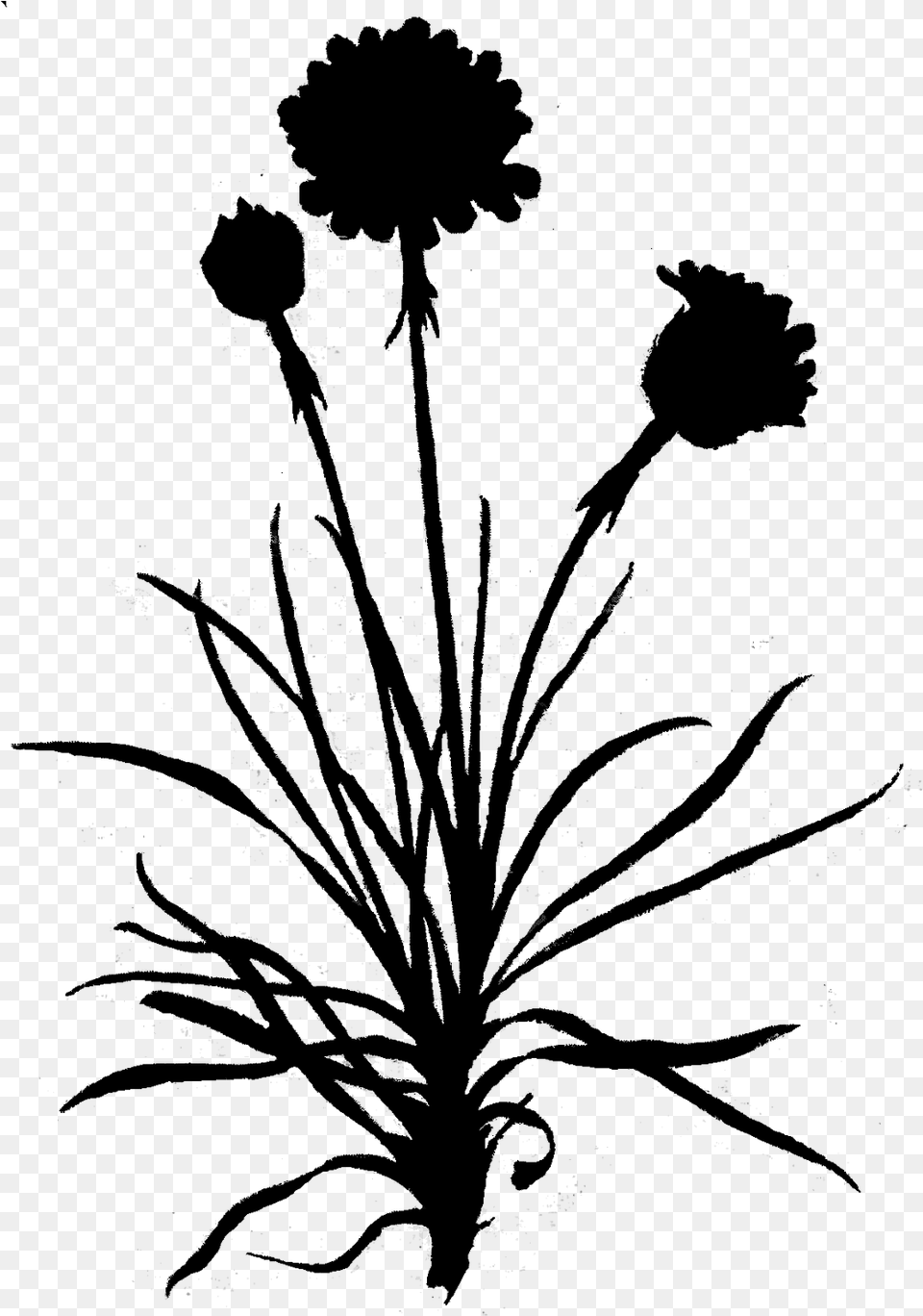 Dandelion Clip Art Leaf Floral Design Chrysanths, Gray Png