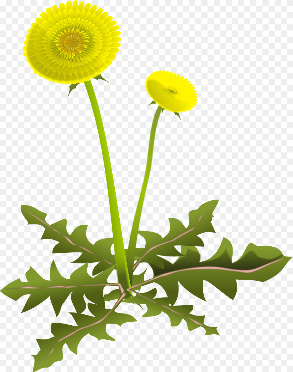 Dandelion Clipart, Flower, Plant, Leaf Png