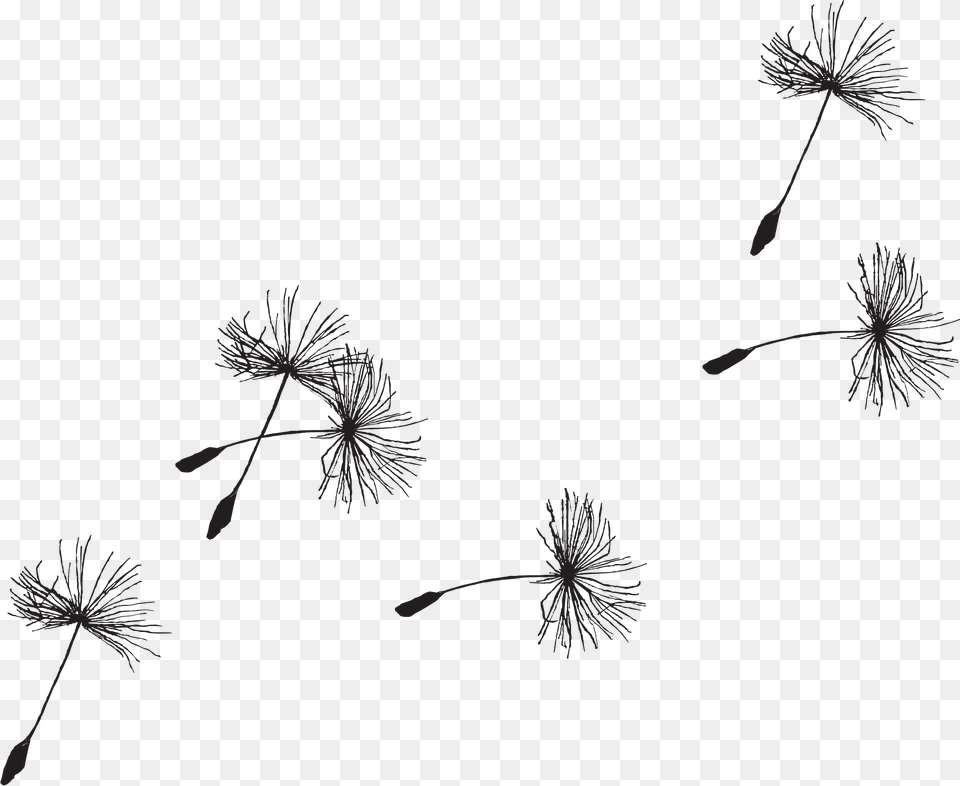 Dandelion Clipart, Flower, Green, Plant, Tree Free Transparent Png