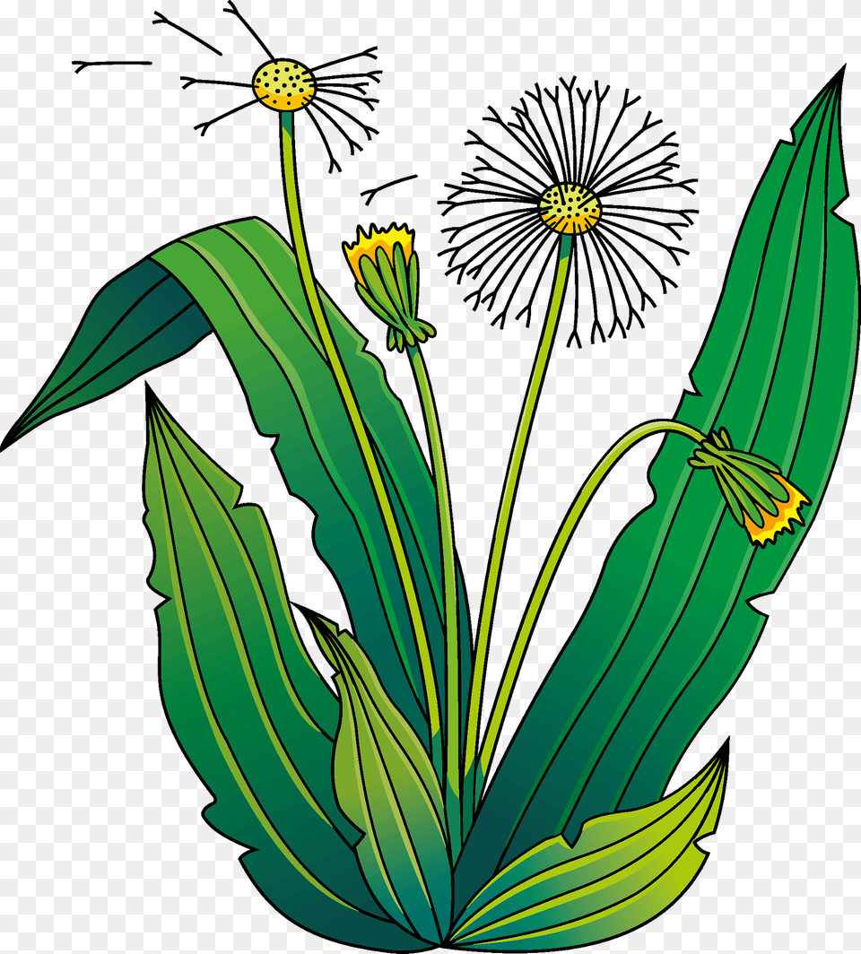 Dandelion Clipart, Flower, Plant, Anther, Daisy Free Png