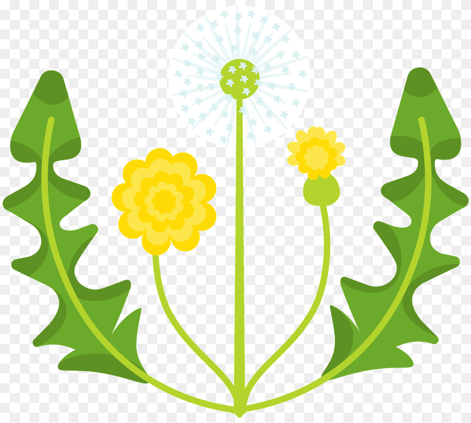 Dandelion Clipart, Flower, Plant Png