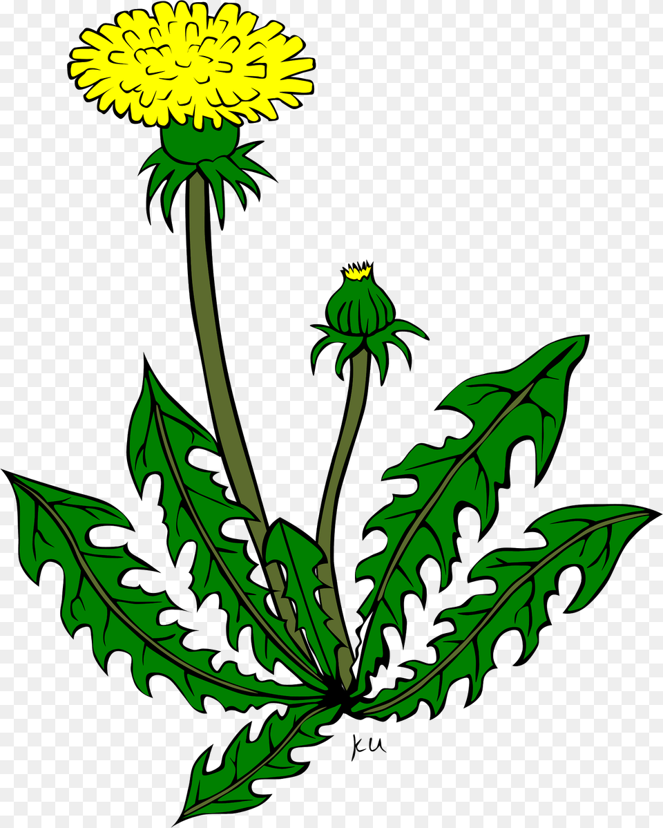 Dandelion Clipart, Flower, Plant Free Png