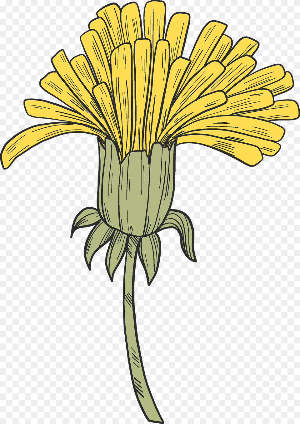 Dandelion Clipart, Flower, Plant, Daisy Png