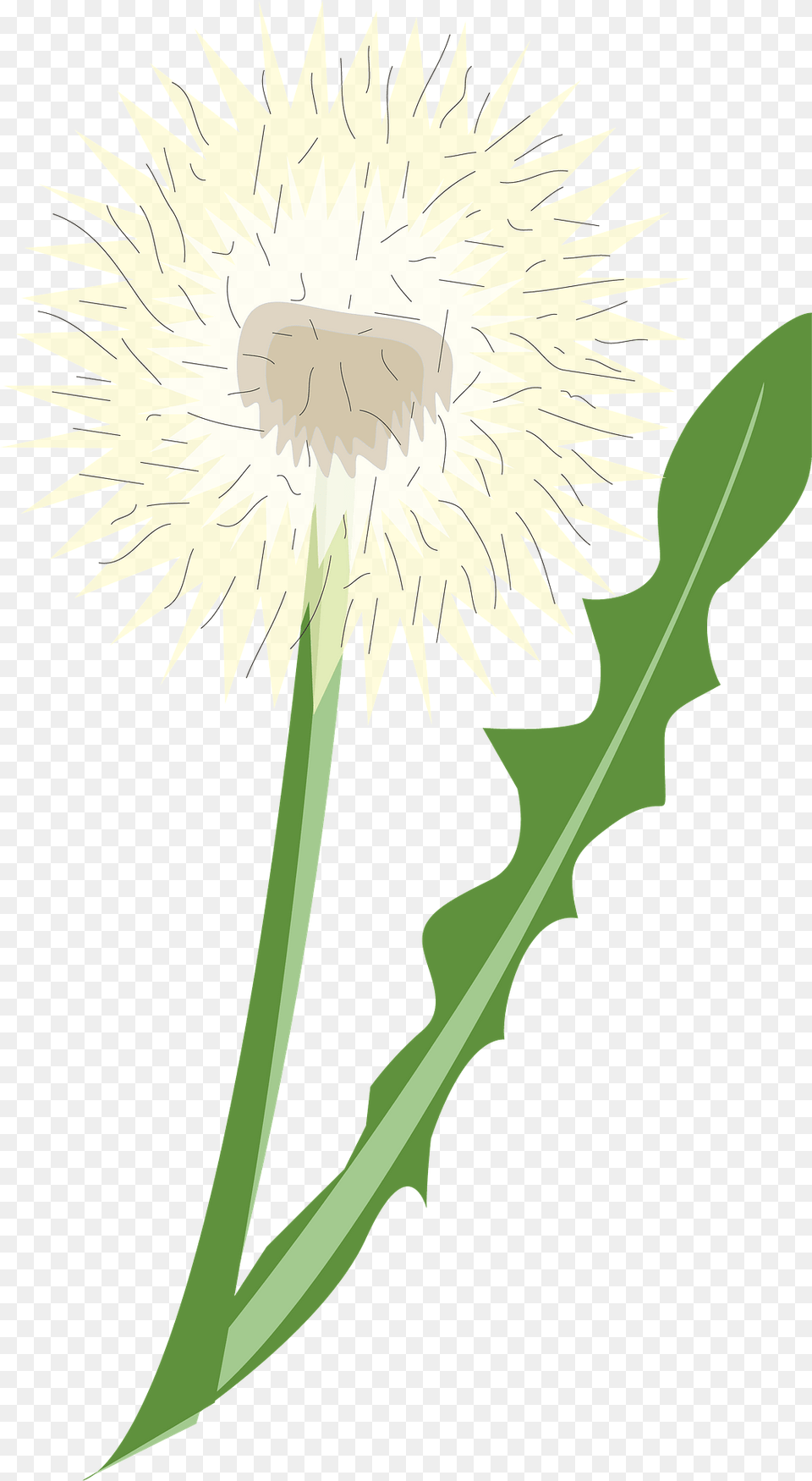 Dandelion Clipart, Flower, Plant, Person, Thistle Png