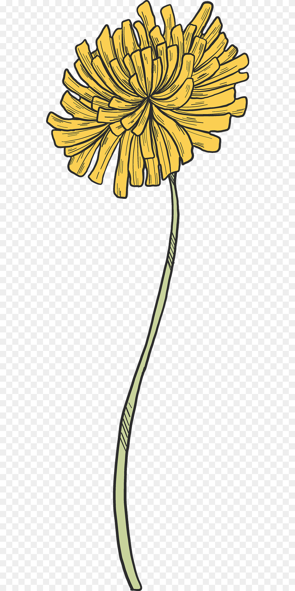 Dandelion Clipart, Daisy, Flower, Plant, Petal Free Png