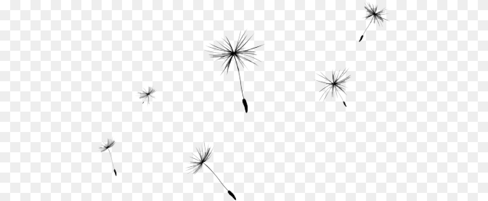 Dandelion Clipart Background Dandelion, Daisy, Flower, Plant, Nature Free Png Download