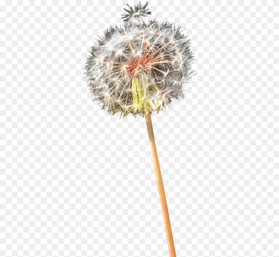 Dandelion Clipart Colorful Flower, Plant Free Transparent Png