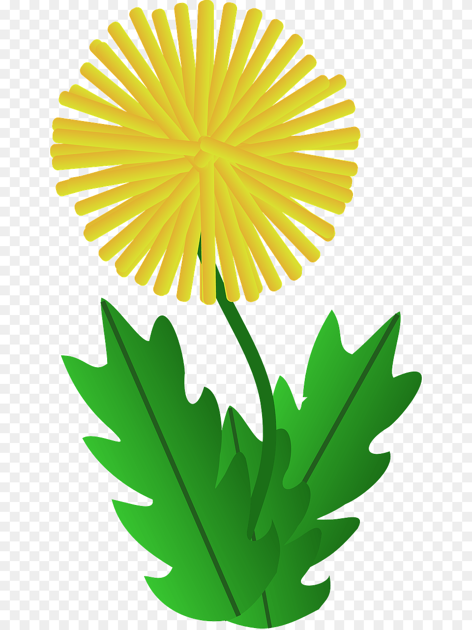 Dandelion Clipart Download Dandelion Clipart, Flower, Leaf, Plant, Daisy Png Image
