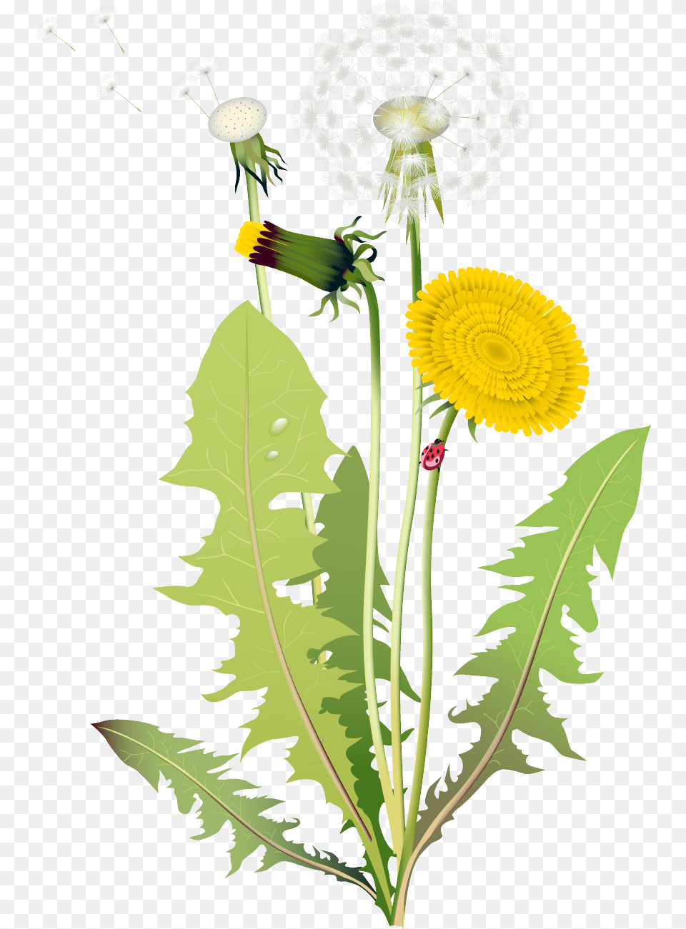 Dandelion Clipart Four Kinds Of Flowers, Plant, Flower, Flower Arrangement, Wedding Free Transparent Png