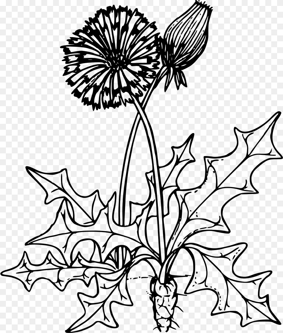 Dandelion Clipart For Download Dandelion Flower Clip Art, Gray Free Transparent Png