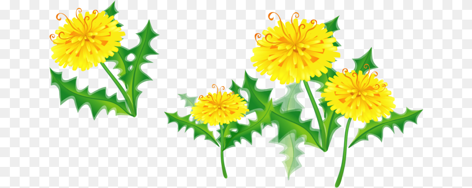 Dandelion Clipart Marigold Floral Border Yellow Transparent, Flower, Plant Free Png
