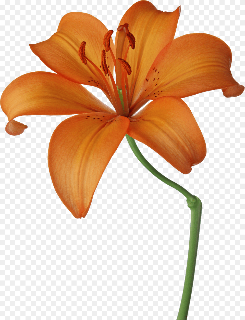 Dandelion Clipart Minimalist, Flower, Plant, Lily Png Image
