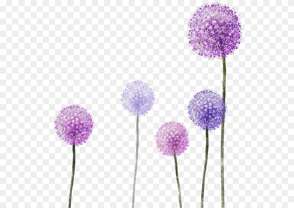 Dandelion Clipart Purple Purple Dandelion Transparent Background, Flower, Plant, Allium, Dahlia Png Image