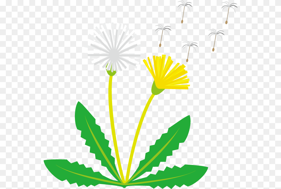 Dandelion Clipart Seed, Daisy, Flower, Plant Png