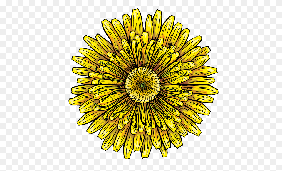 Dandelion Clipart Seed Dispersal African Daisy, Flower, Plant, Pollen, Petal Free Transparent Png