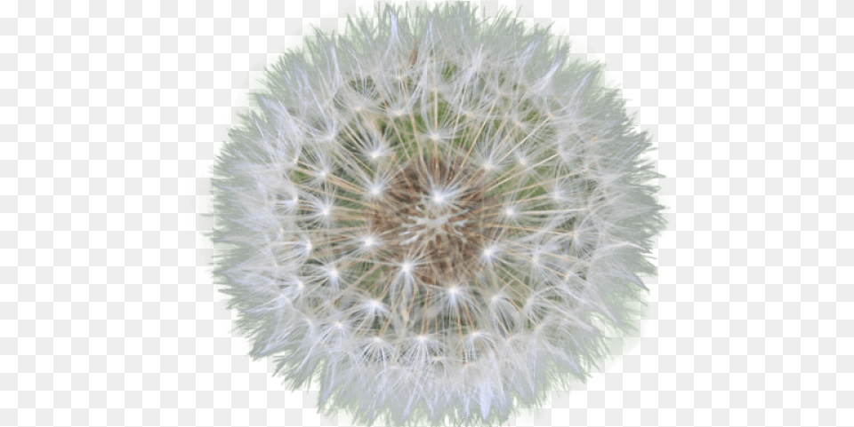 Dandelion Clipart Transparent Background Dandelion, Flower, Plant Free Png Download