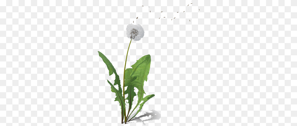 Dandelion Dandelion, Flower, Plant Free Png Download