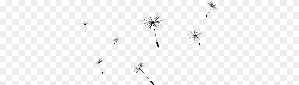 Dandelion Dandelion Clipart Transparent Background, Flower, Plant, Nature, Outdoors Png