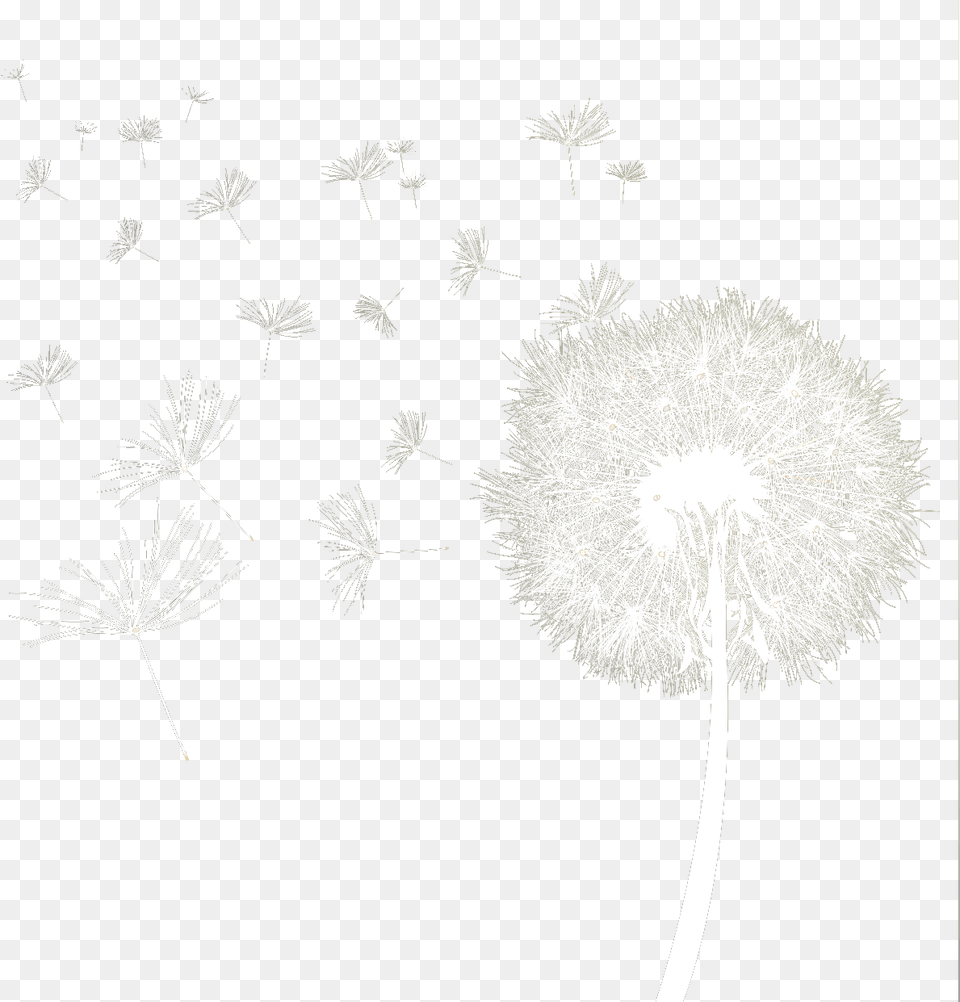 Dandelion Download Transparent Transparent Background White Dandelion, Flower, Plant Png Image