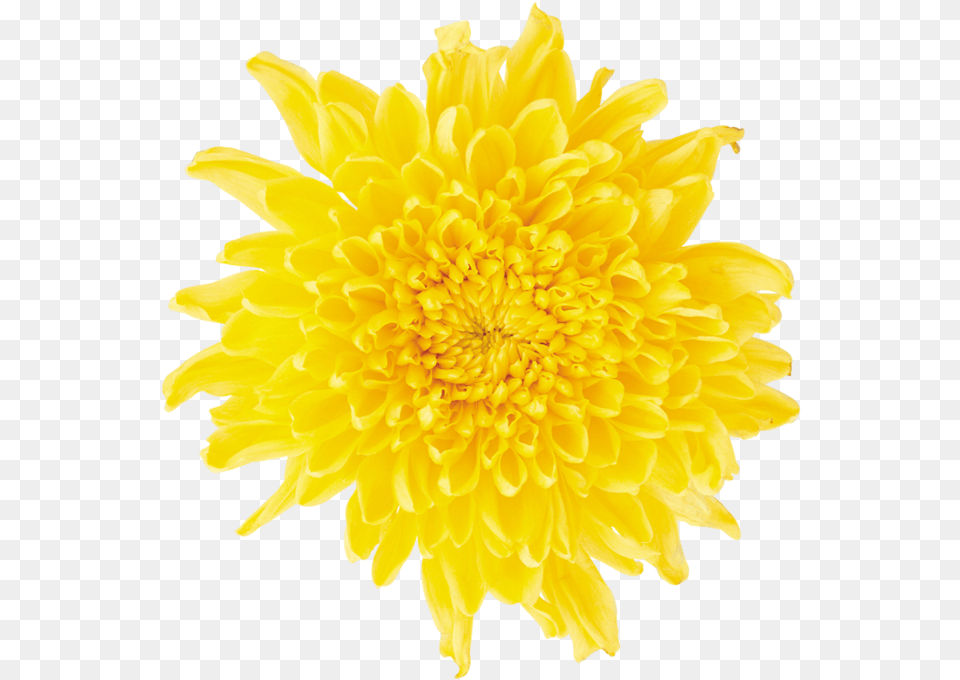 Dandelion Download Yellow Daisy Flower, Dahlia, Petal, Plant Free Png