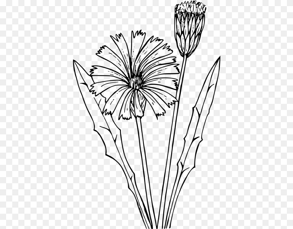 Dandelion Drawing Flower Flatweed Diente De Leon Para Dibujar, Gray Free Png Download