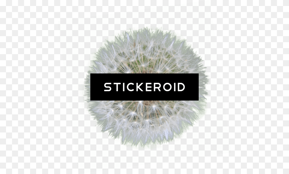 Dandelion Duke Nukem Forever Box Art, Flower, Plant Png Image