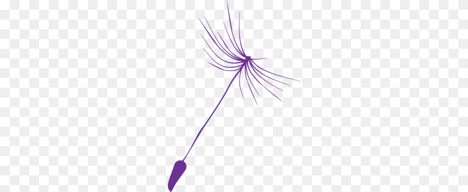 Dandelion En Dandelion, Flower, Plant, Purple, Person Png Image