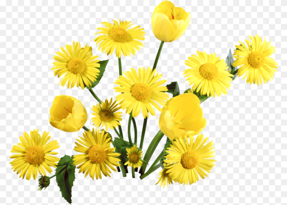 Dandelion Flower Background Full Hd, Daisy, Petal, Plant, Anemone Free Png Download