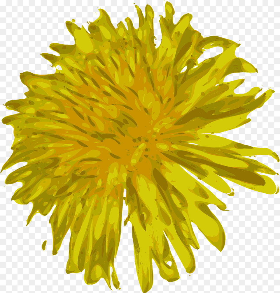Dandelion Flower Beautiful Vector Graphic On Pixabay Clip Art, Plant Png