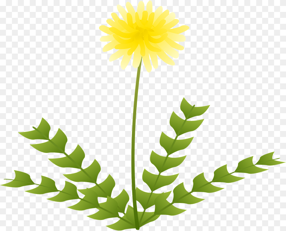 Dandelion Flower Clipart, Leaf, Plant, Daisy, Dahlia Free Png