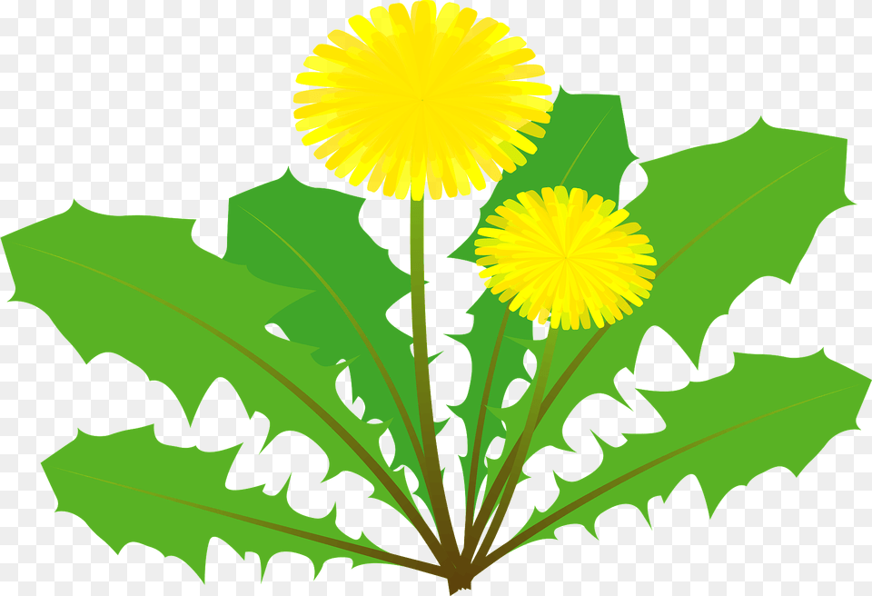 Dandelion Flower Clipart, Plant, Leaf Free Png