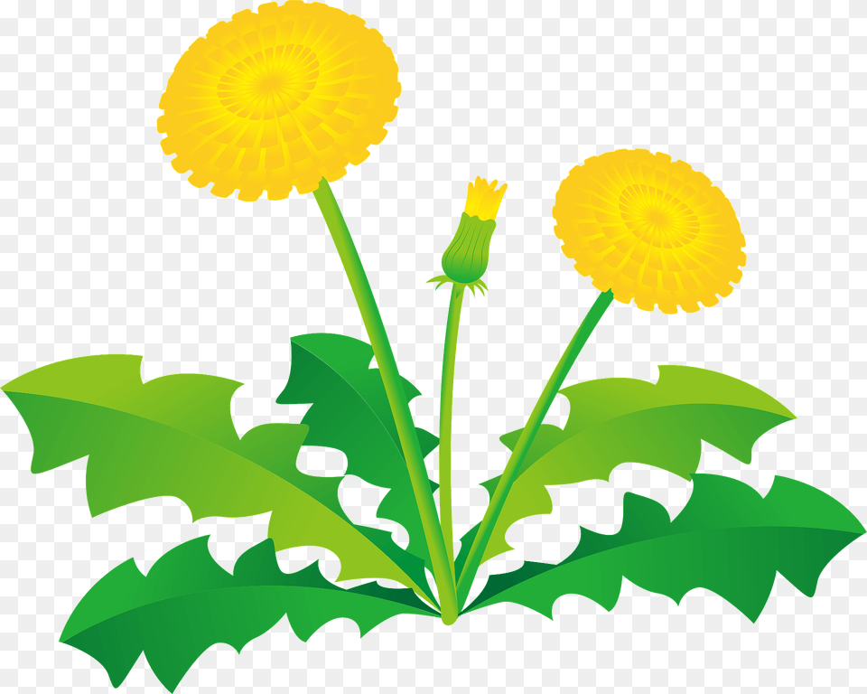 Dandelion Flower Clipart, Plant Png