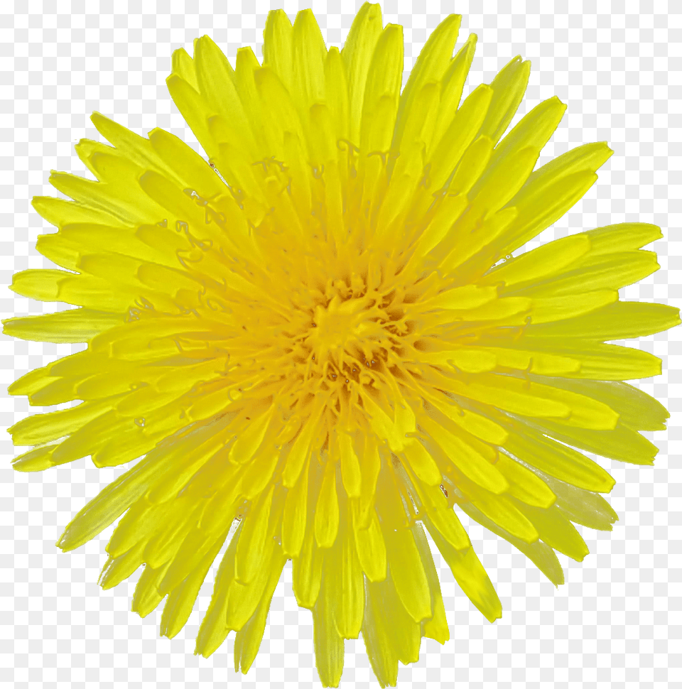 Dandelion Flower Image Flower Yellow Flower White Background, Plant Free Transparent Png
