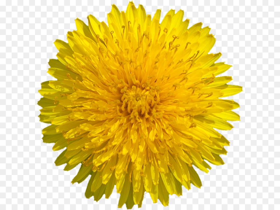 Dandelion Flower Sacred Geometry Nature Pattern Yellow Dandelion, Plant Free Transparent Png