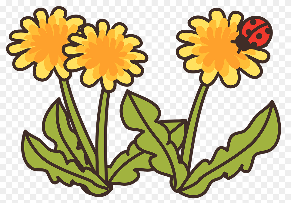 Dandelion Flowers Clipart, Flower, Plant, Daisy, Dynamite Free Png