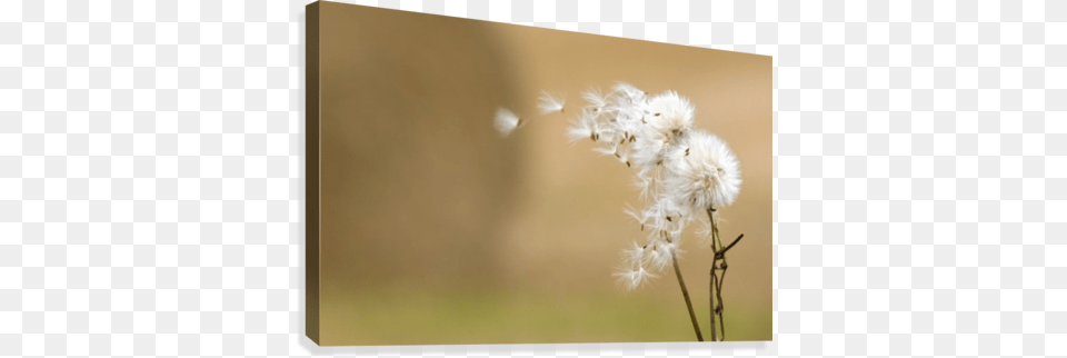 Dandelion Fluff Canvas Print Dandelion Fluff Canvas Art John Short Design, Flower, Plant Png Image