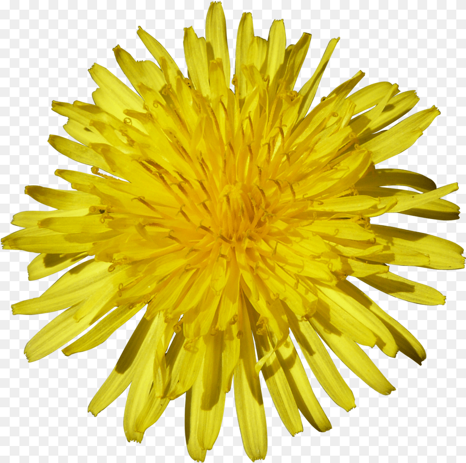 Dandelion For Free Download Sunflower White Background, Flower, Plant Png Image