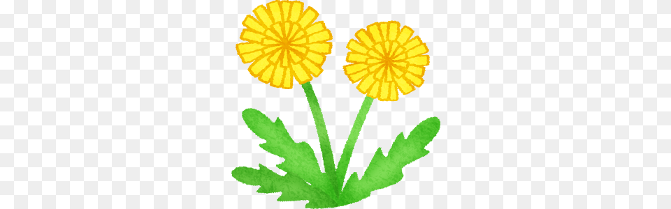 Dandelion Clipart Illustrations, Flower, Plant, Daisy Free Png