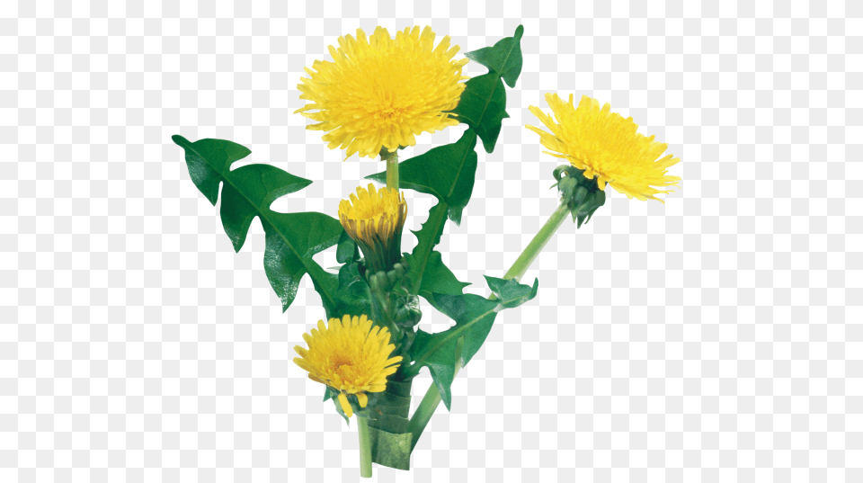 Dandelion Free Download, Flower, Plant Png