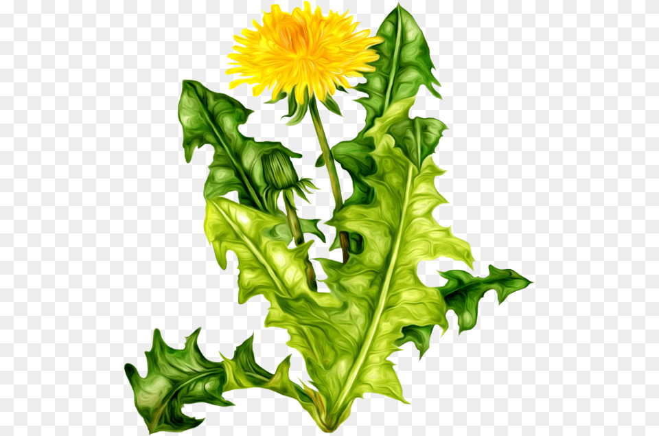 Dandelion Download, Flower, Leaf, Plant, Person Free Transparent Png